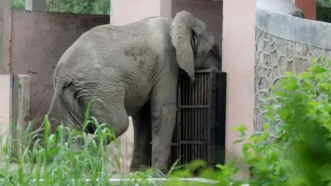 Lonely Life and Passing of India’s Capital’s Lone Elephant from Africa